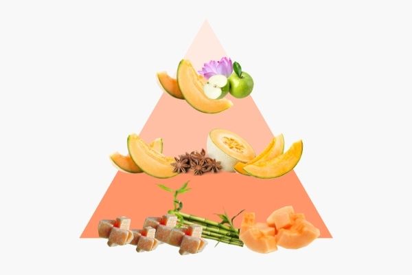 Pyramide olfactive Melon concombre